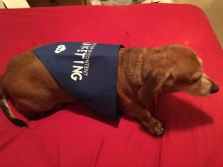 Bella the dog wearing a Director of Content Barketing Bandanna