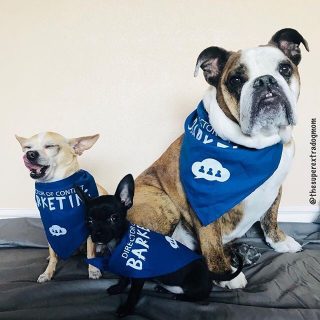 Three dogs wearing a Director of Content Barketing Bandanna