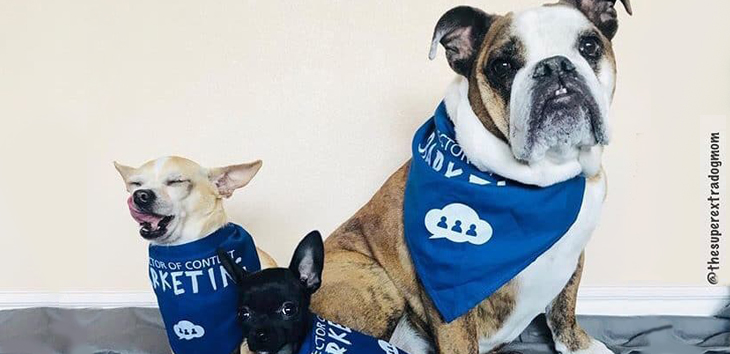 Three dogs wearing a Director of Content Barketing Bandanna