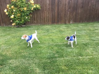 Two dogs wearing a Director of Content Barketing Bandanna