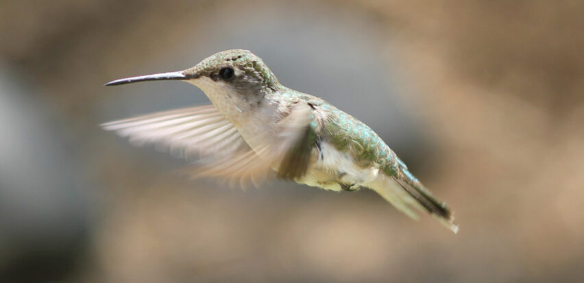 hummingbird