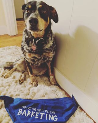 Malka the dog wearing a Director of Content Barketing Bandanna