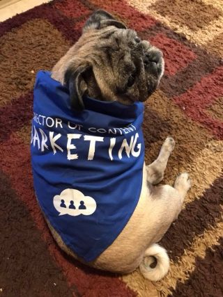 Swag the dog wearing a Director of Content Barketing Bandanna