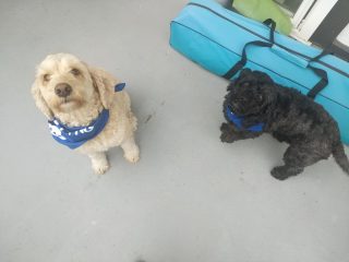 Two dogs wearing a Director of Content Barketing Bandanna