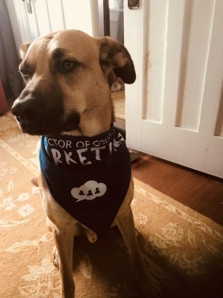 Zoro the dog wearing a Director of Content Barketing Bandanna